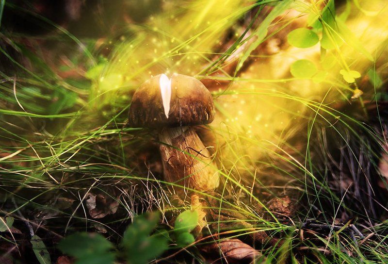 Гриб, Грибы, Лес, Приморский край, Природа, Сказочный лес Сказ о том, как рождаются грибы фото превью