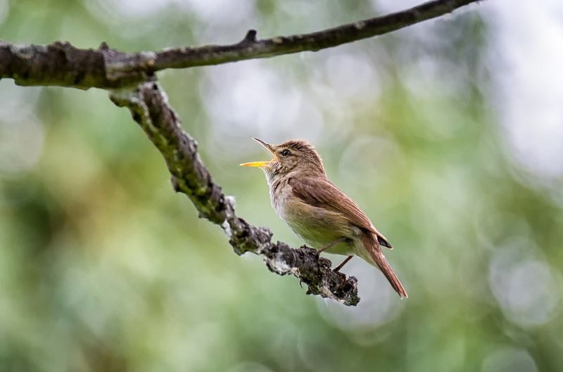 птица, камышовка, песни, душевно поёт.. фото превью