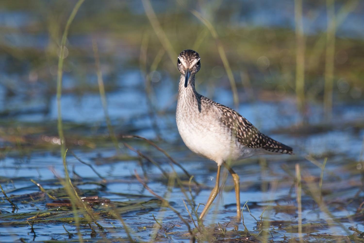 , Большаков Алексей