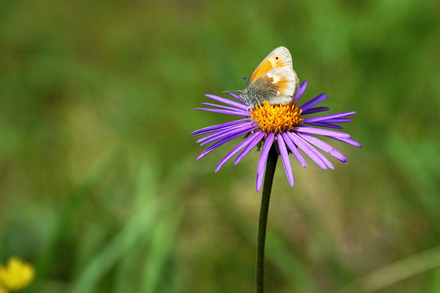лето , цветок, бабочка , Александр Потапов