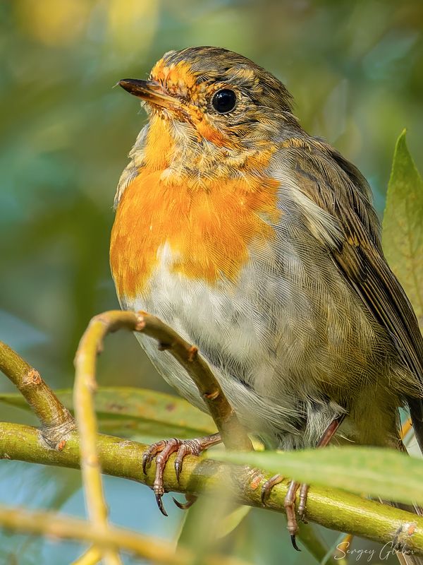 зарянка, малиновка, птицы, пернатые Молодая зарянка (малиновка) фото превью