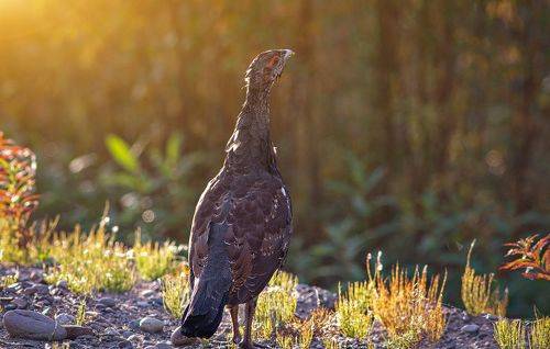 Молодой глухарь