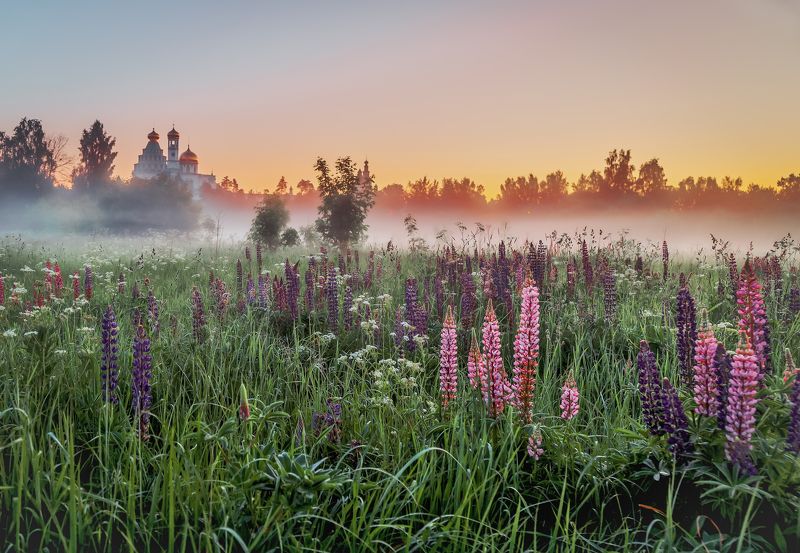Люпиновый рай летом... фото превью