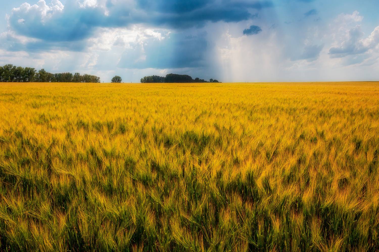 природа, сельское хозяйство, рожь, золото, пейзаж, Мартыненко Дмитрий