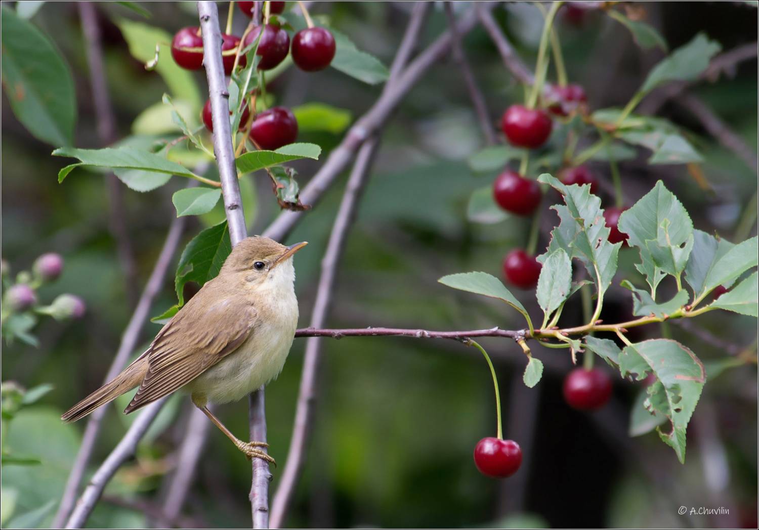 птица,славка,вишня,виды,на,урожай, Александр Чувилин
