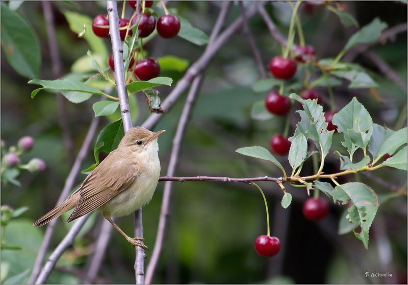 птица,славка,вишня,виды,на,урожай Виды на урожай ) фото превью