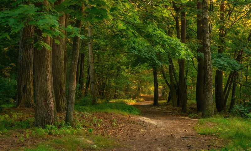 лес, вечер, закат, лето, беларусь Вечерний лес фото превью