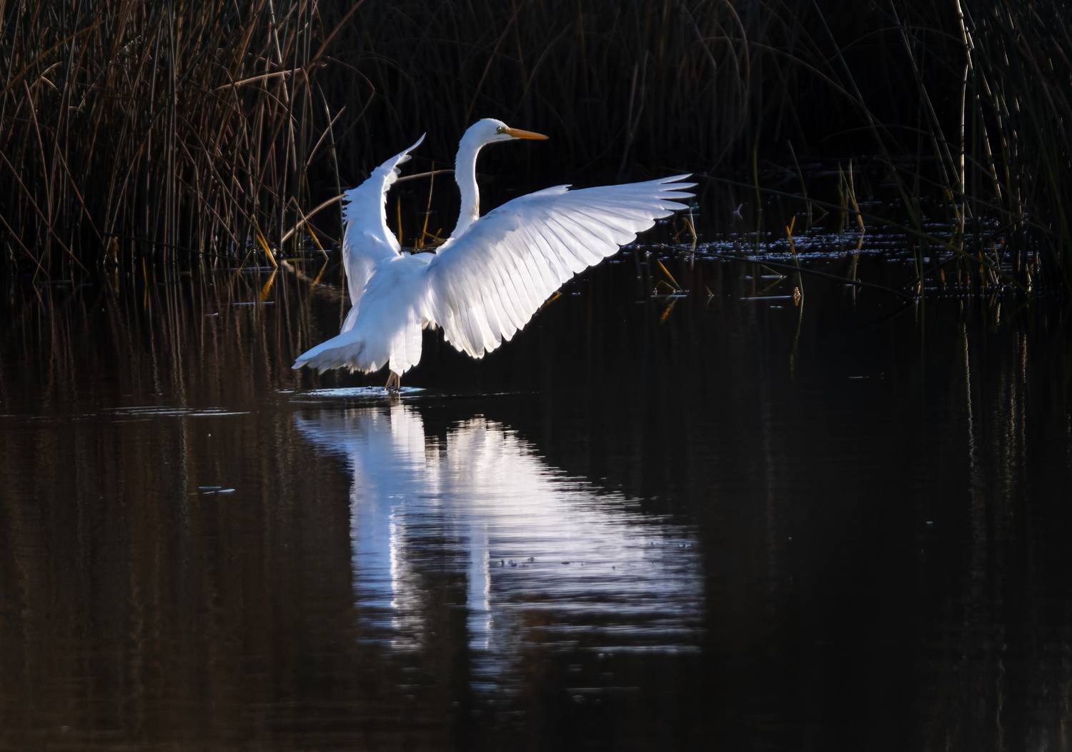 цапля озеро отражение вечер, Светлана Холодняк