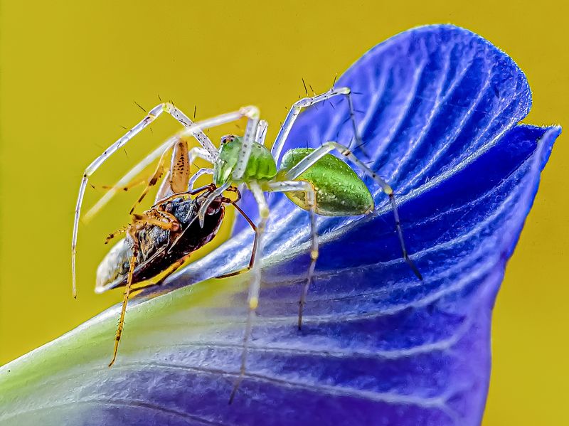 Green lynx spider catching it\'s prey  фото превью
