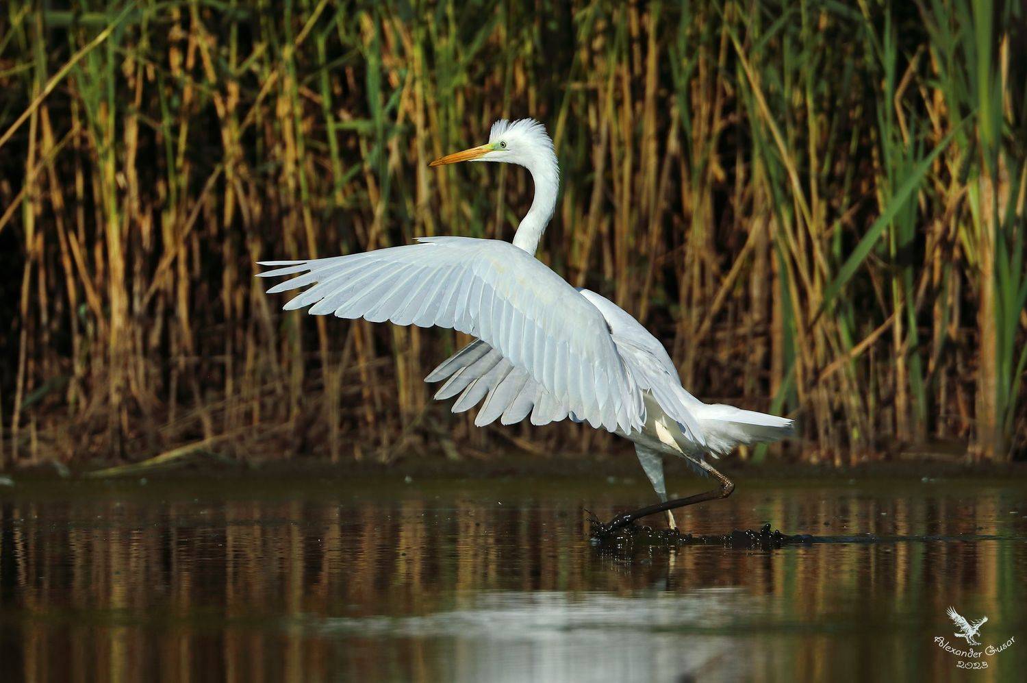 , Гусар Александр