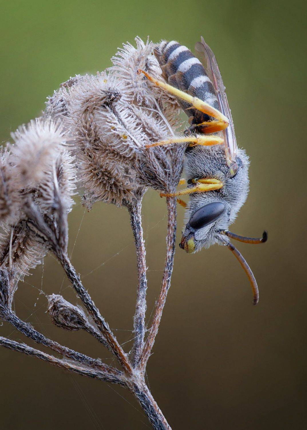 , Андрей Жила