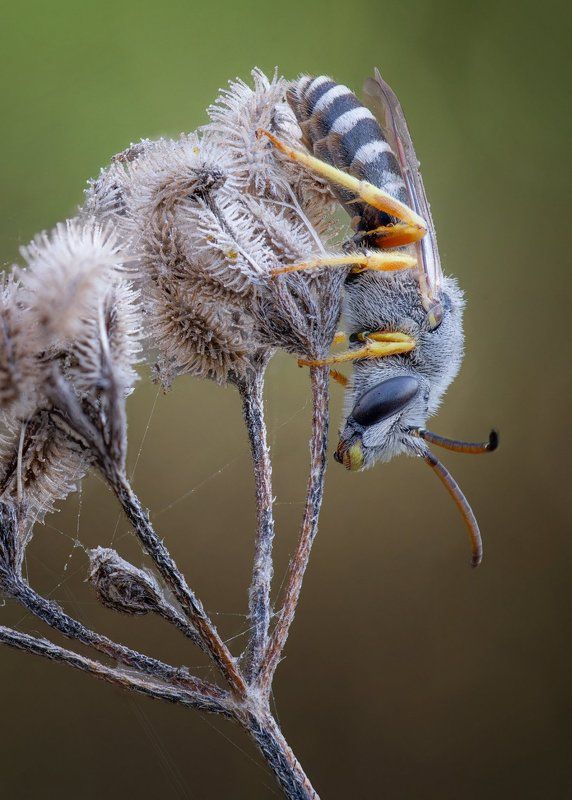 Пчела фото превью