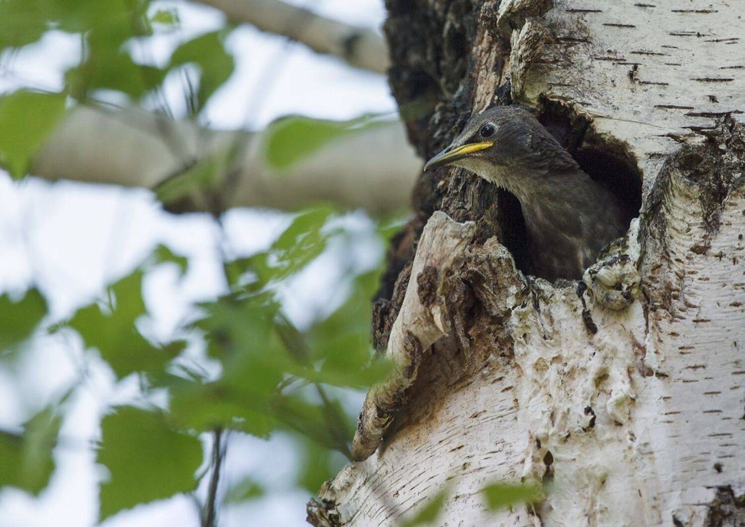 , Алексей Хахлов