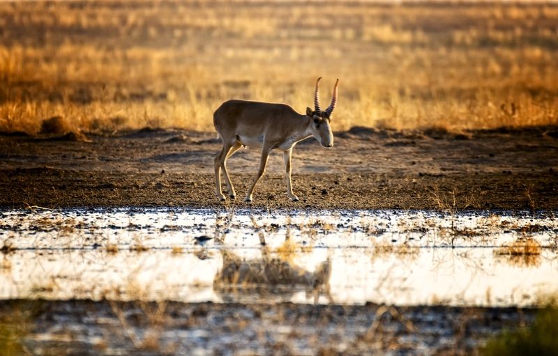 сайгак, степь,утро Красавец сайгак фото превью