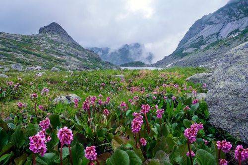 пейзаж с баданом