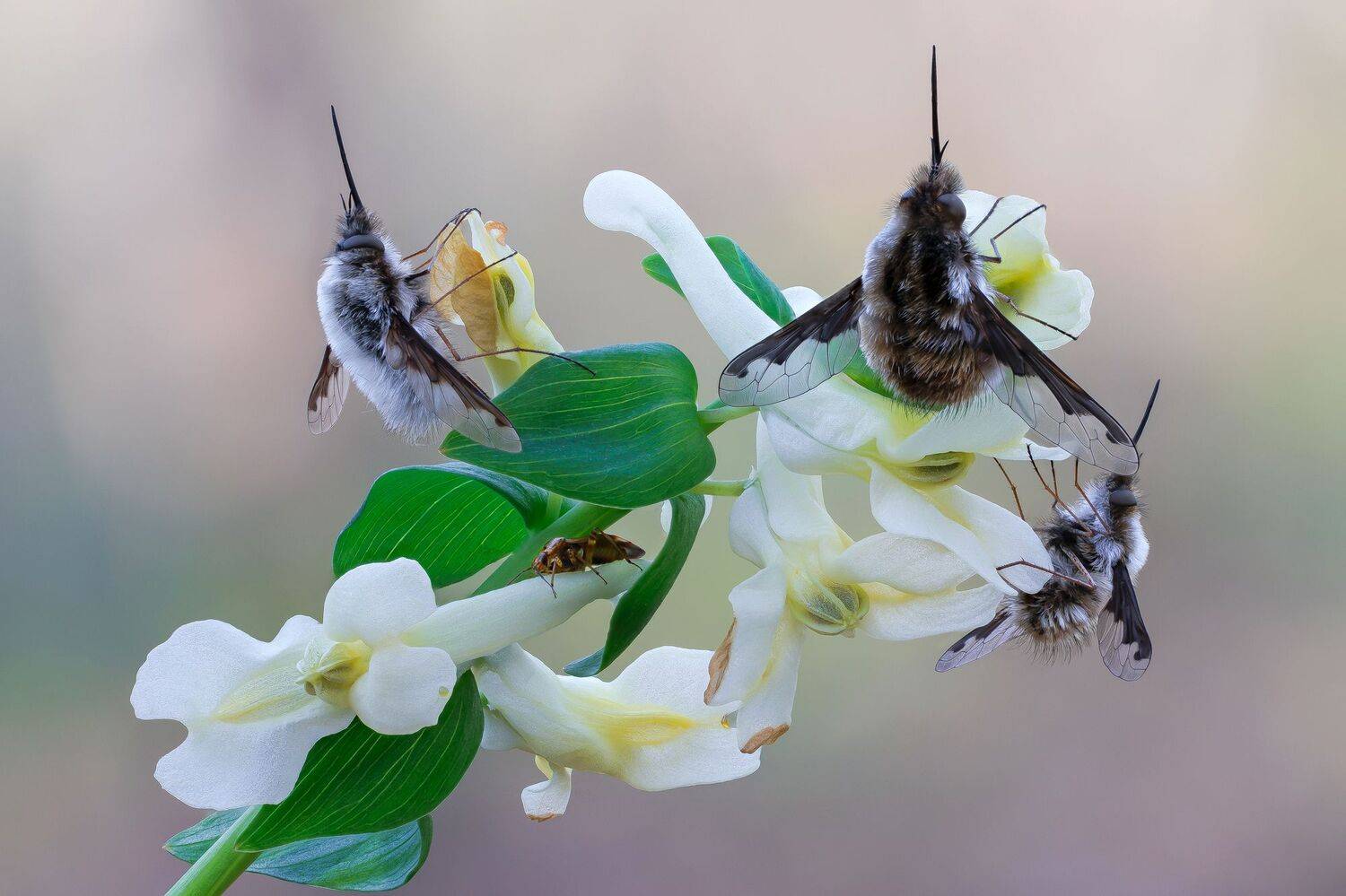, Кузнецов Дмитрий