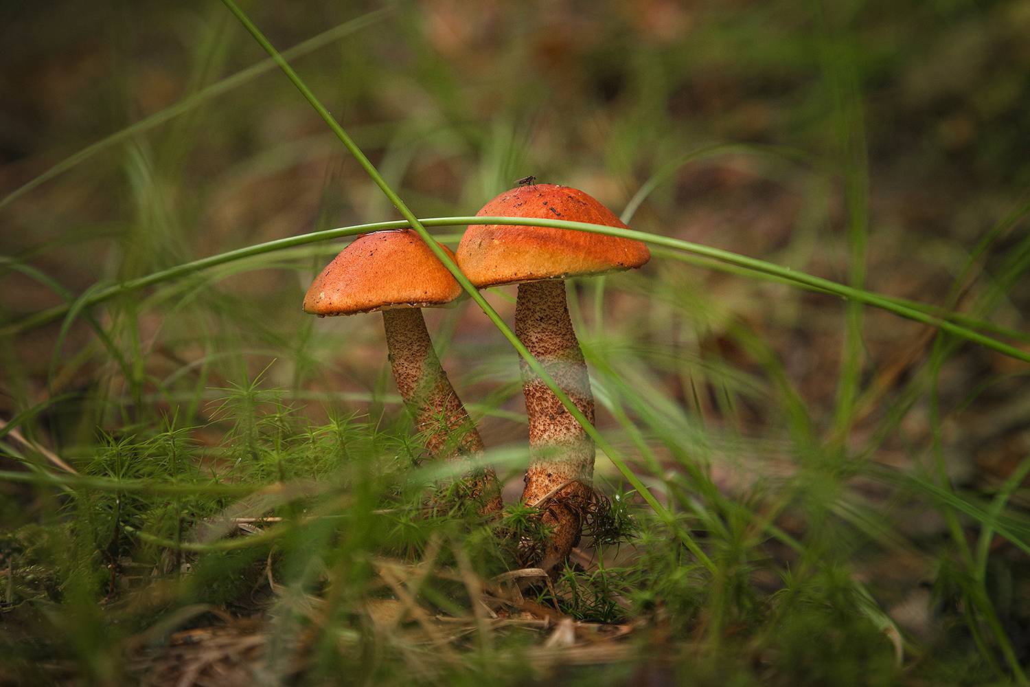 , Напалкин Станислав