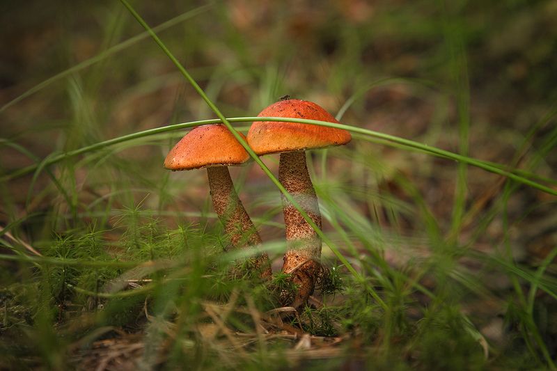 Карсные прекрасные фото превью