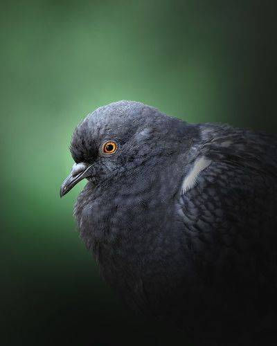 портреты гуль