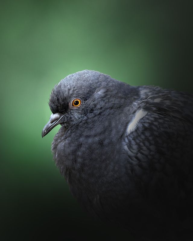 голубь, портрет, птицы портреты гуль фото превью