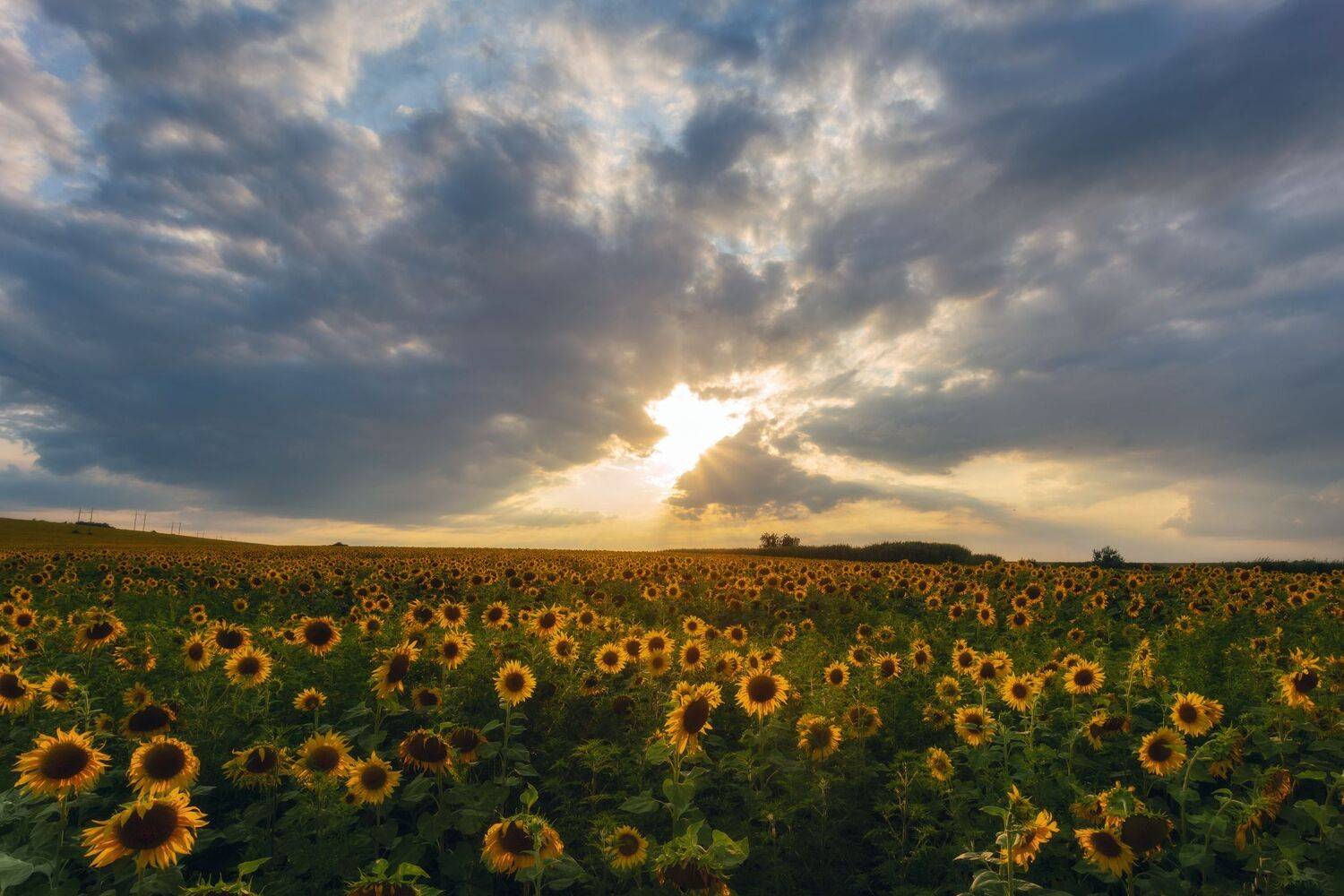 , Юлия Мальцева