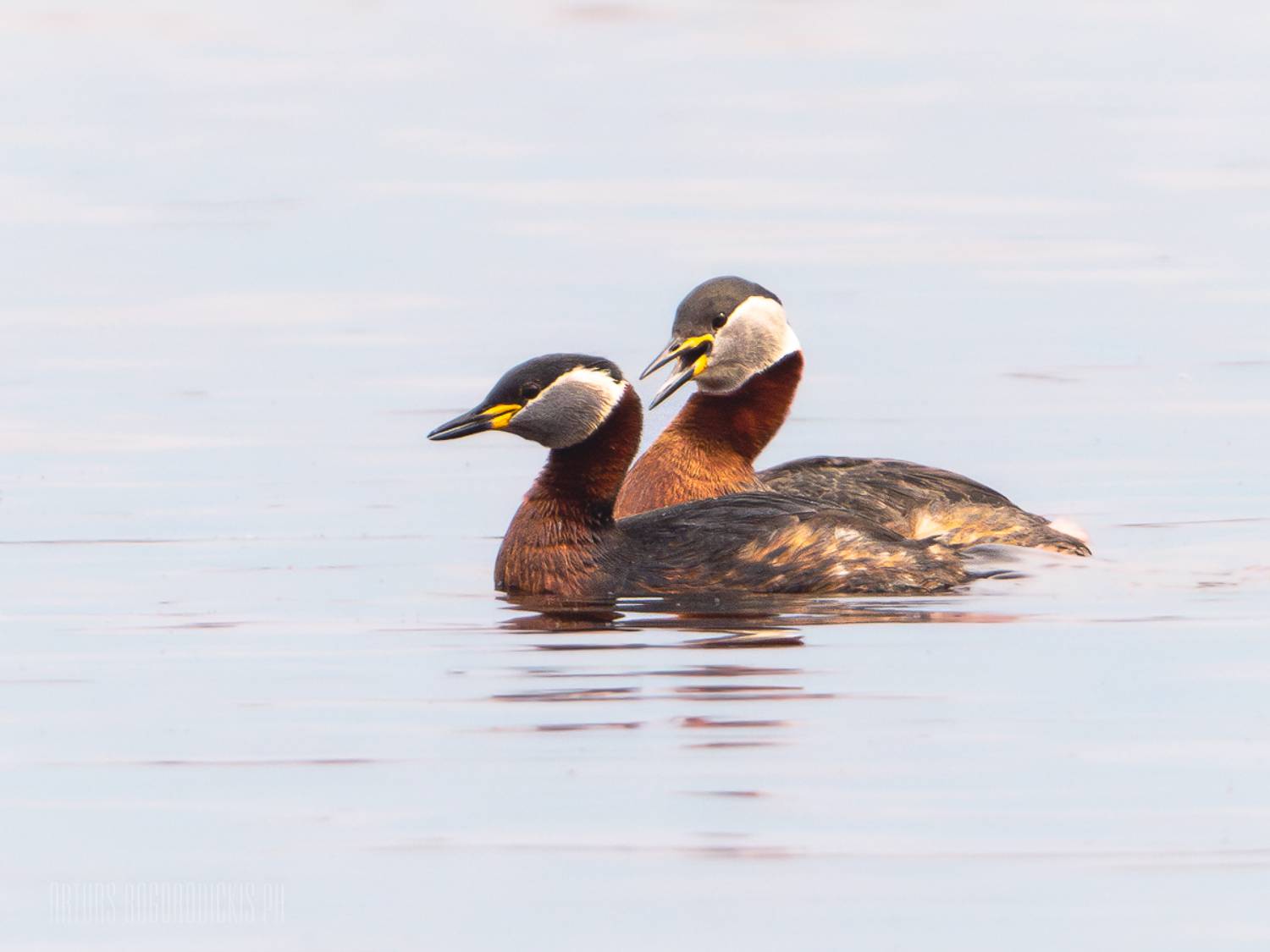 podiceps, grisegena, птицы, серощёкая, поганка, birds, red-necked, grebe, Богородицкий Артур