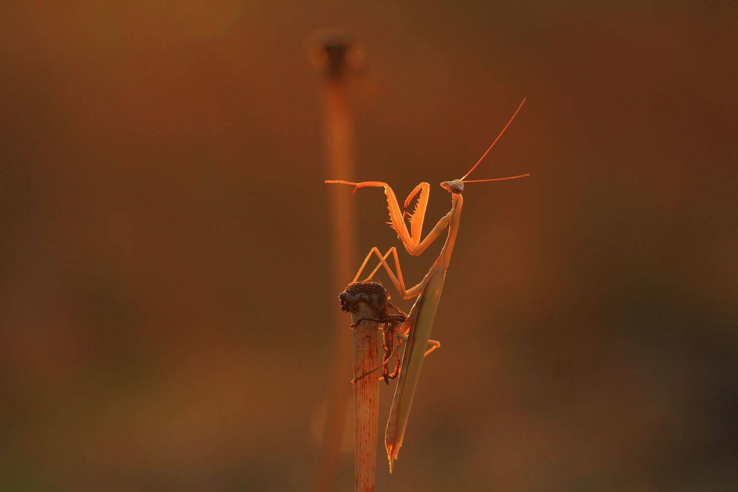 богомол, Станка Петрова