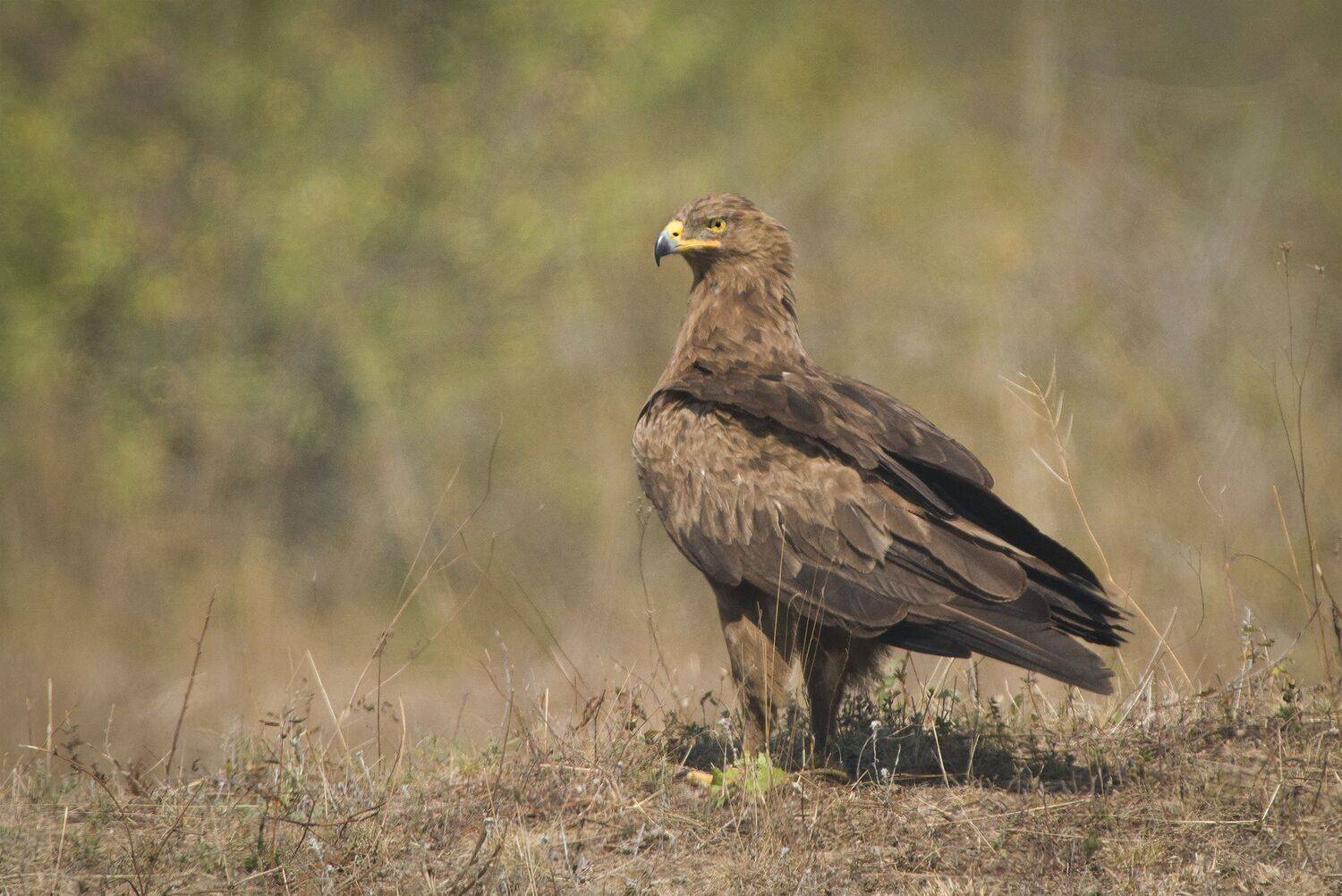 , Евгени Стефанов