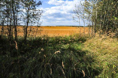 Осенние нивы