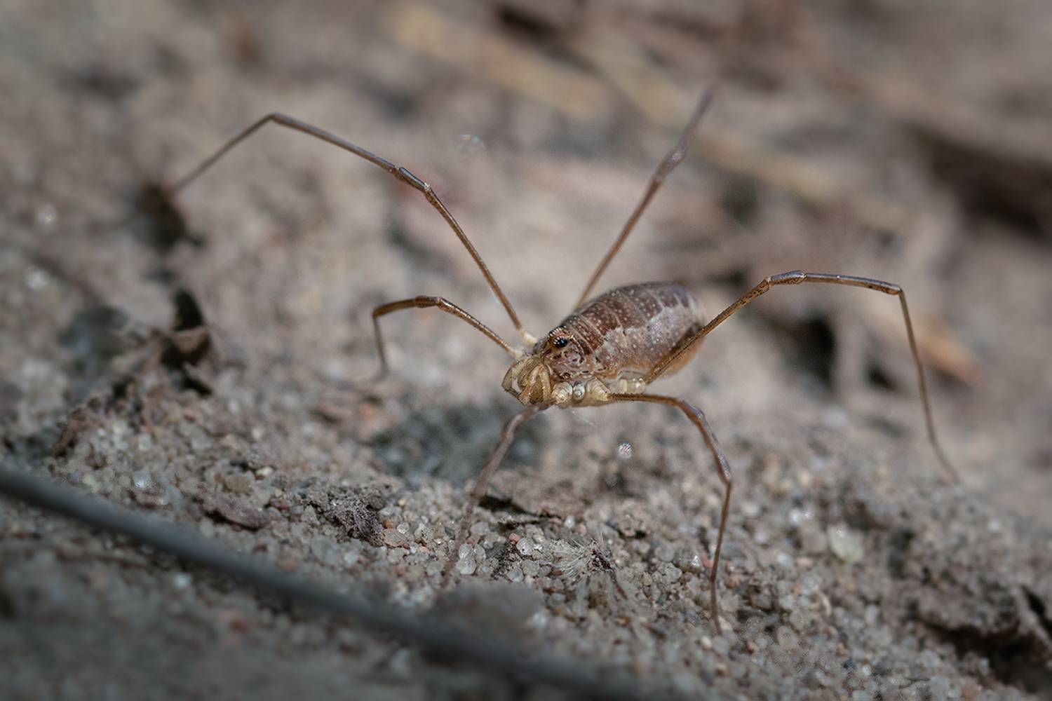 макро, сенокосец, макрофотография,  macro, Хилько Марина