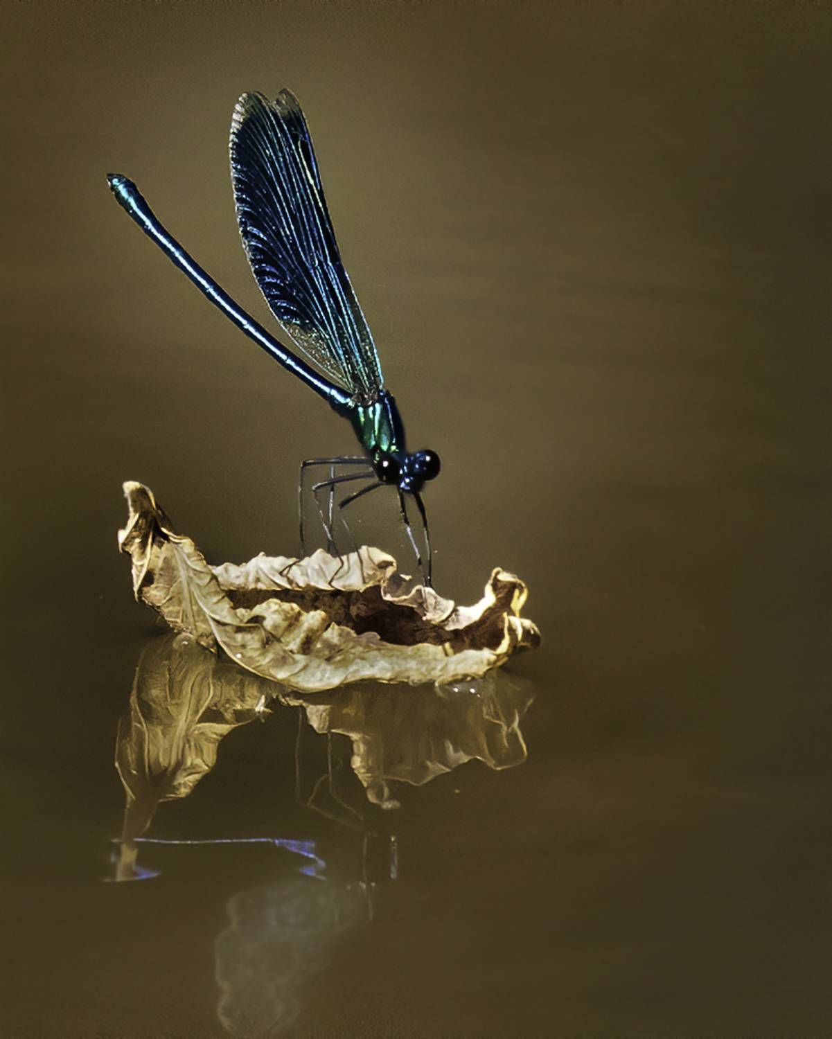 стрекоза, лист, река, Сытина Наталия