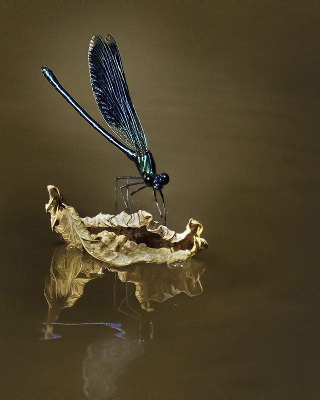 стрекоза, лист, река \