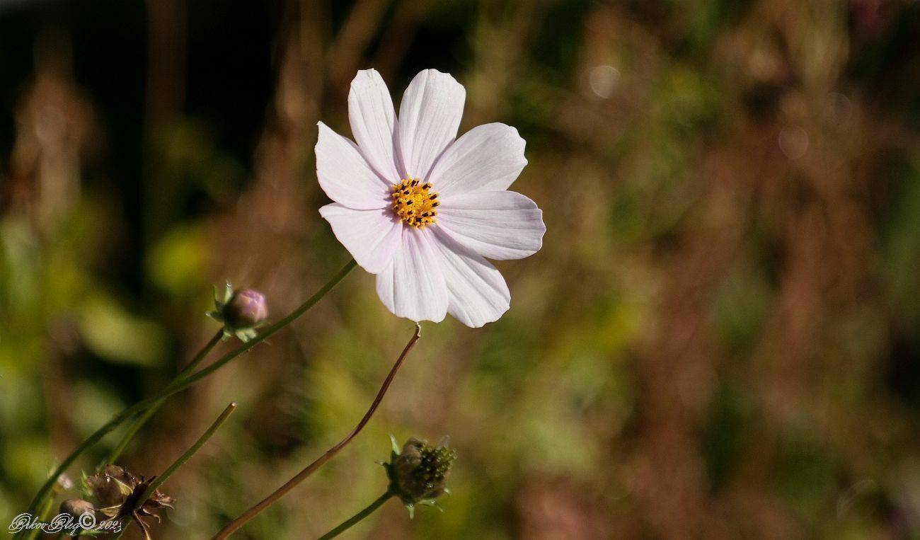 , Орлов Олег