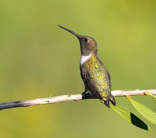 Ruby-throated Hummingbird - Рубиновогорлый Колибри