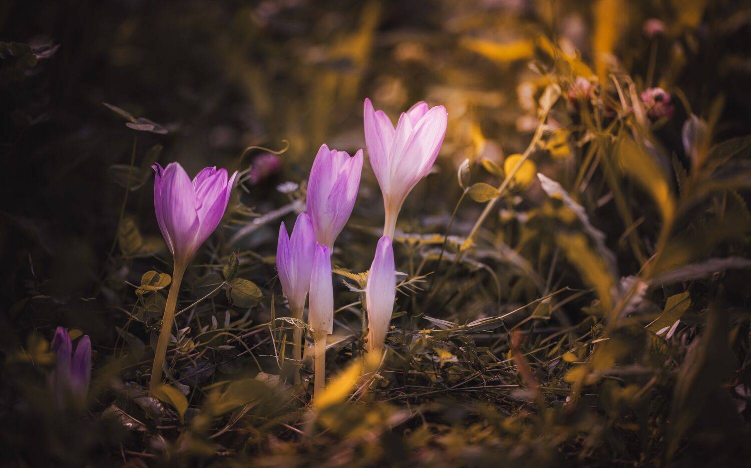 осень крокусы Смоленская обл., Зеленько Дмитрий