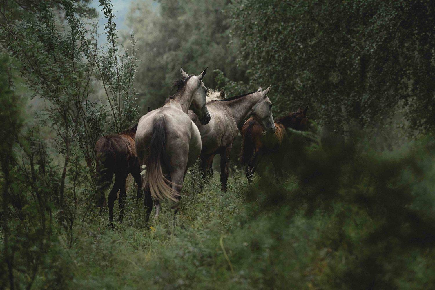 , Ирина Мороз