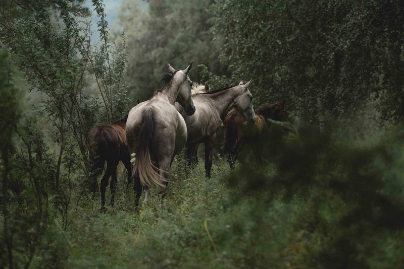 Горный Алтай, дорога на водопой  фото превью