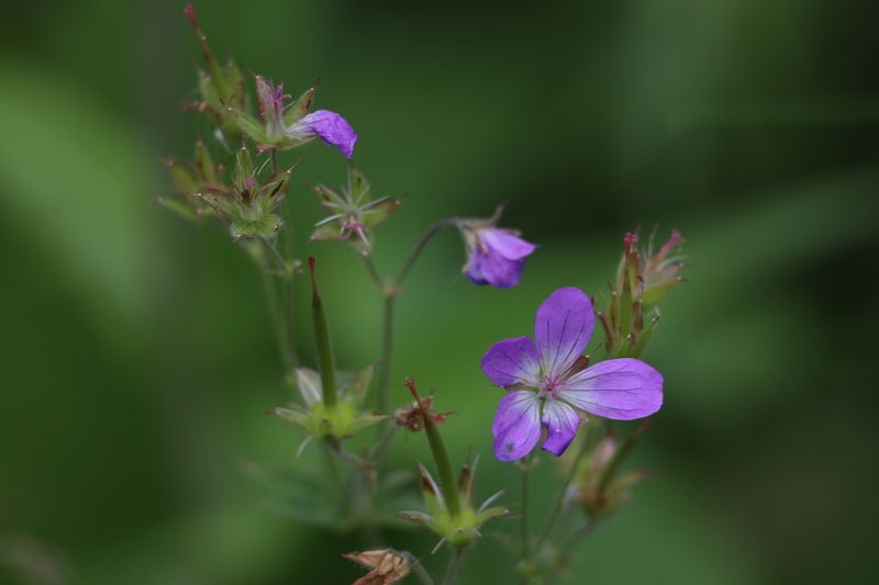 цветы герань  герань фото превью
