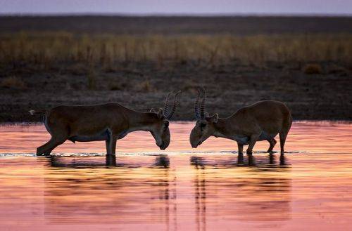 Сайгаки на водопое.
