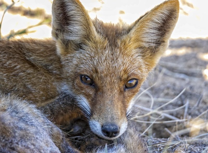 лис, степь. Степной Лис. фото превью
