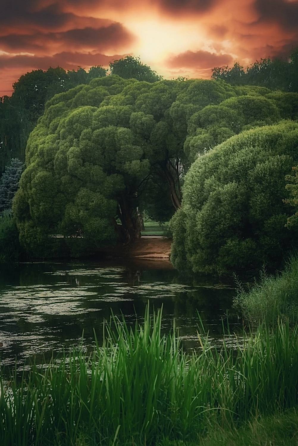 пейзаж, landscape, nature, природа, лето, summer, sunset, закат, пруд, Julia Kaissa