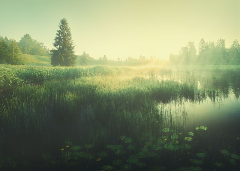 Туман и солнце. Рассвет. фото превью