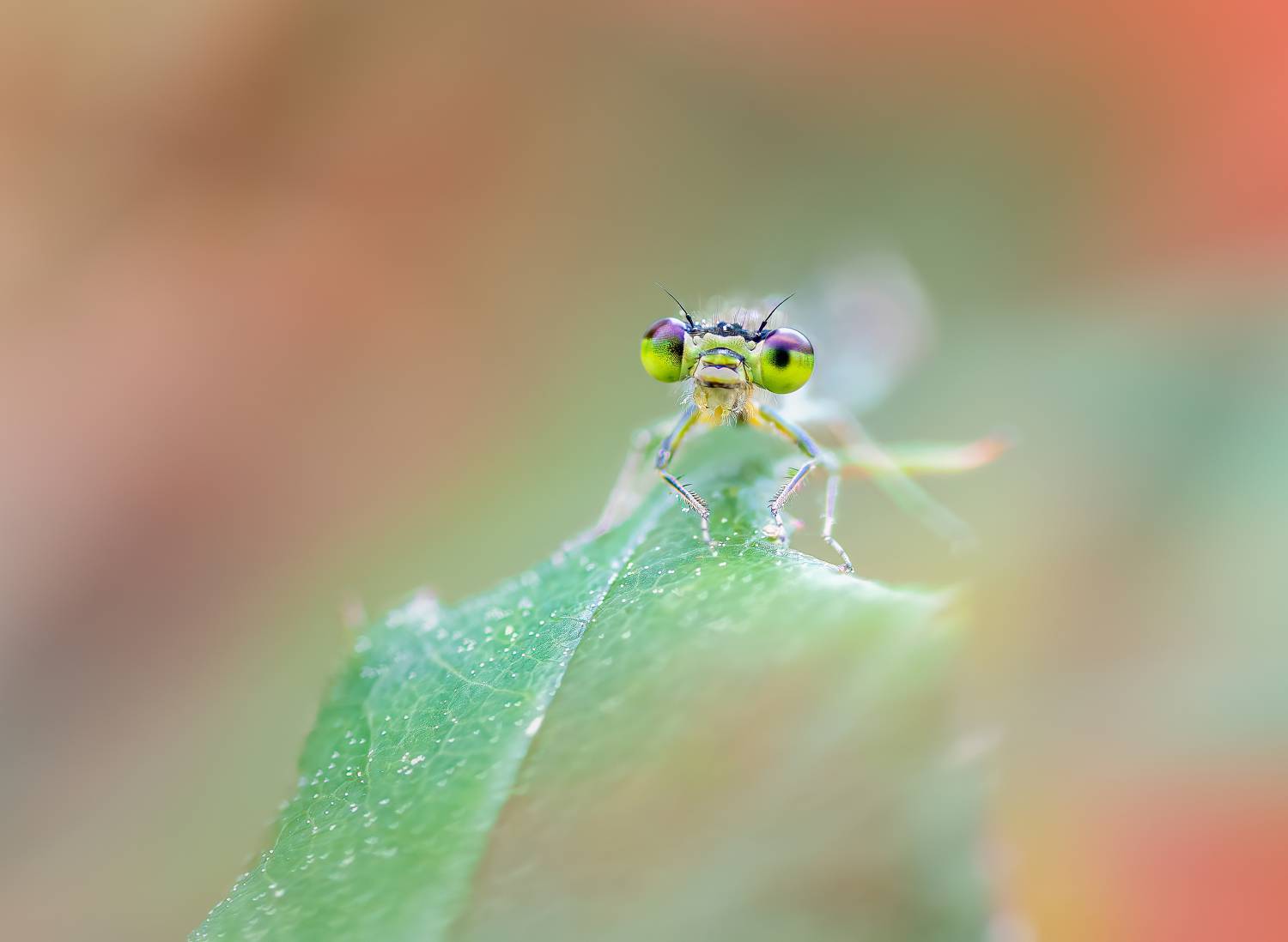 damselfly, dragonfly, insect, grass, sunset, dusk, evening, bug, macro, blade, grassland,, Atul Saluja