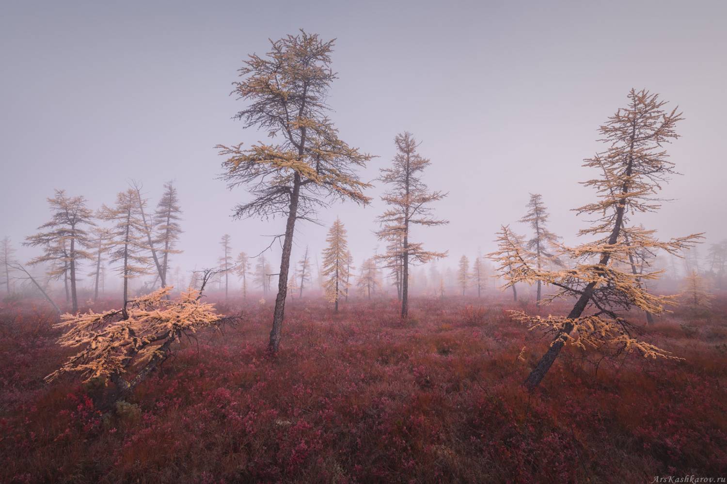 колыма, дальний восток, магаданская область, озеро джека лондона, краски осени, золотая осень, туман, лесотундра, голубичник, Арсений Кашкаров