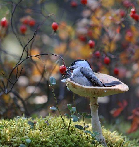 За шиповником