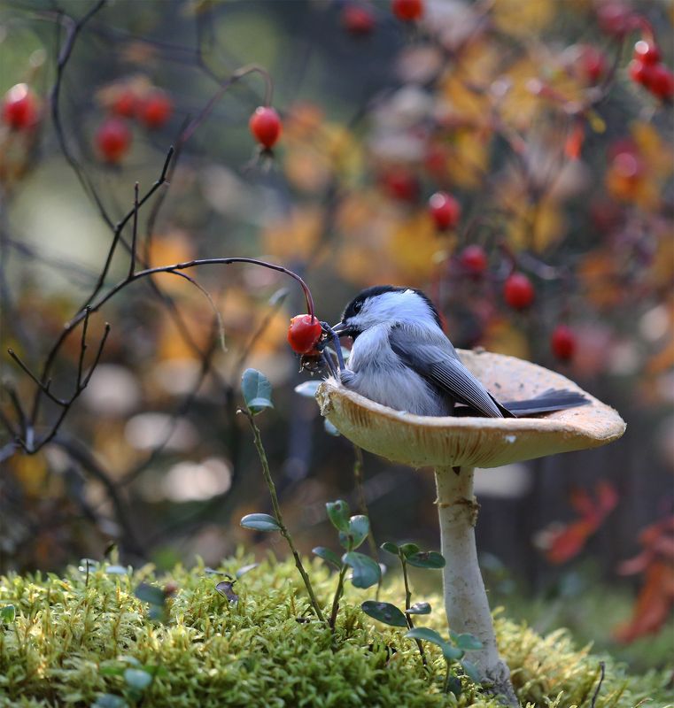 нерюнгри, гаичка, якутия, птицы, женялевина, евгениялевина, птицыякутии, птицылевиной За шиповником фото превью