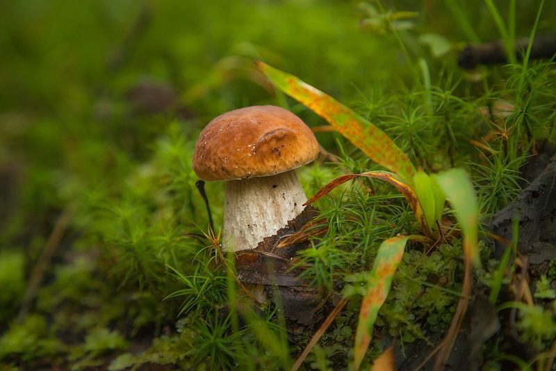 Малыш — крепыш фото превью