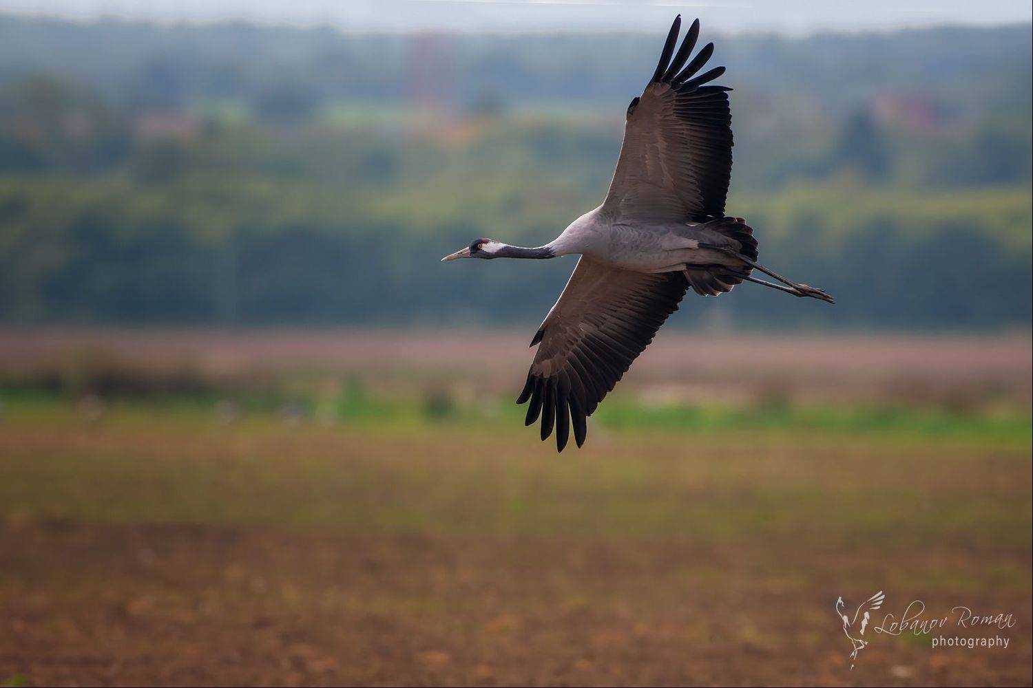 , Лобанов Роман