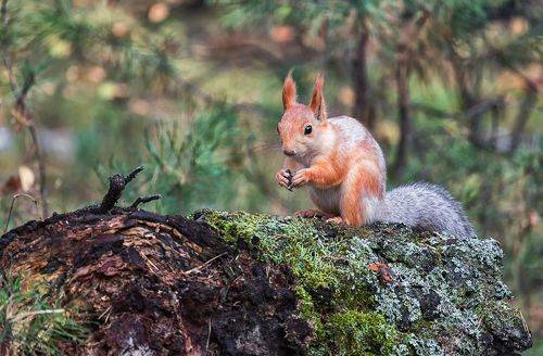 лесные обитатели