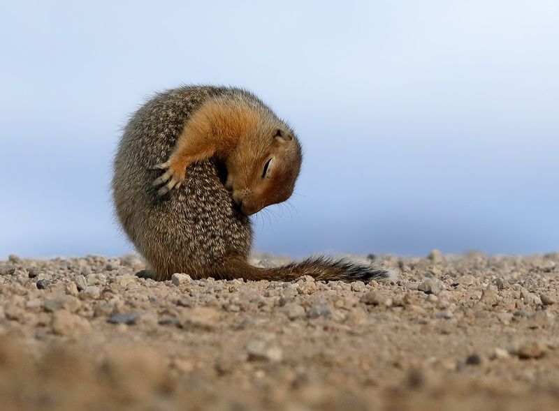 Засоня фото превью